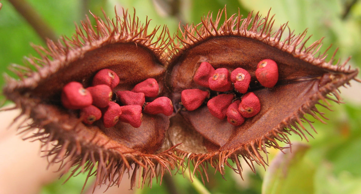 Badia Annatto achiote molido Net Wt. 22oz. (623.7g)